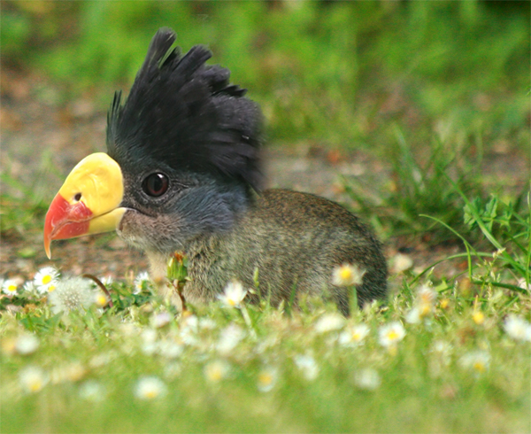 ptako-królik krzyżówka ptaka z królikiem